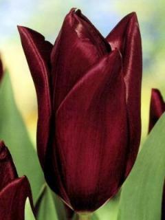 Tulipa triumph Havran (8 ks)