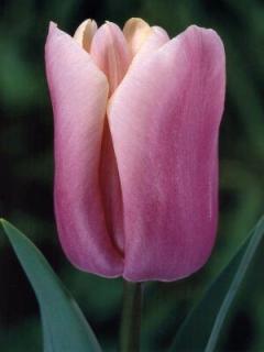 Tulipa triumph Holland Beauty (8 ks)