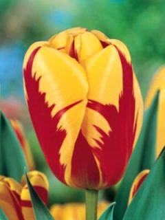 Tulipa triumph Holland Queen (8 ks)
