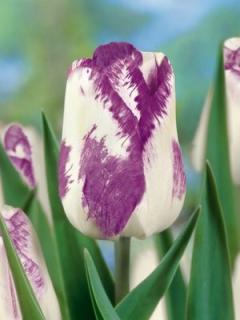 Tulipa triumph Shirley Dream (8 ks)