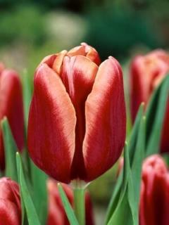 Tulipa triumph Tenessee (8 ks)