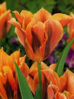 Tulipa viridiflora Artist (5 ks)