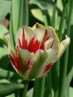 Tulipa viridiflora Flaming Springgreen (5 ks)