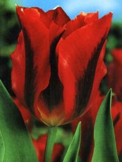 Tulipa viridiflora Hollywood (5 ks)