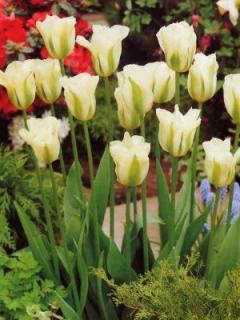 Tulipa viridiflora Spring green (5 ks)