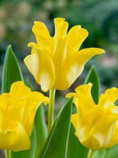 Tulipa Yellow Crown - jednoduchý, pozdní (5 ks)