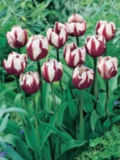 Tulipa Zurel (8 ks) - jednoduchý pozdní
