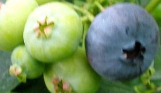 Vaccinium corymbosum 'Berkeley'