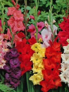 Velkokvěté gladioly - směs barev (50 ks)