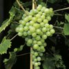 Vitis vinifera 'Alden' (stolní vinná réva bílá)