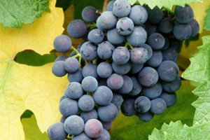 Vitis vinifera ´Kodrianka' (stolní vinná réva modrá)