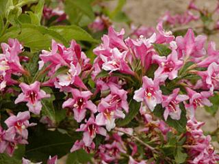 Weigela ´Boskoop Glory´