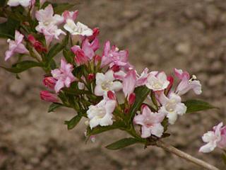 Weigela ´Edouard André´