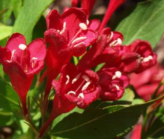 Weigela 'Eva Rathke'