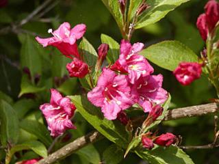 Weigela ´Eva Supreme´