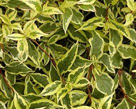 Weigela florida 'Variegata'