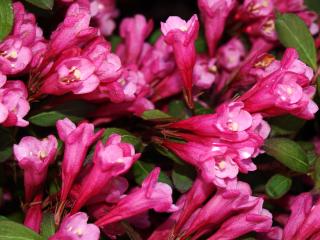 Weigela florida Victoria