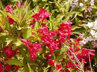 Weigela ´Red Prince´