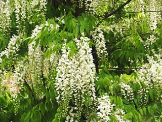 Wisteria sinensis 'Alba'