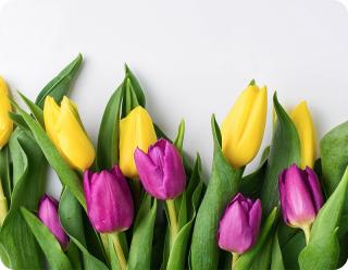 Prostírání JARNÍ TULIPÁNY barva: jarní tulipány