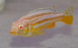 Melanochromis auratus Albino - Tlamovec pestrý Albino Velikost: 4 - 5 cm