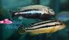 Melanochromis auratus - Tlamovec pestrý Velikost: 4 - 5 cm