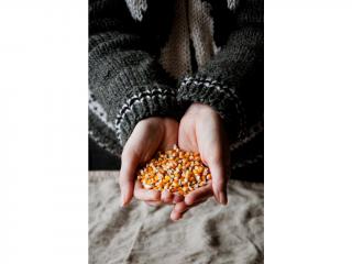 Kukuřice - popcorn Váha: 500 g