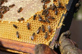 Včelí vosk surový Váha: 100g
