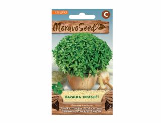 MoravoSeed Bazalka trpasličí