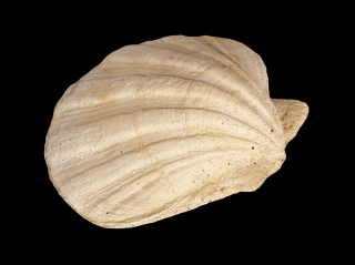 zahradní dekorace - Mušle - odlitek, rozměr: 16x18 cm, 1,5 kg