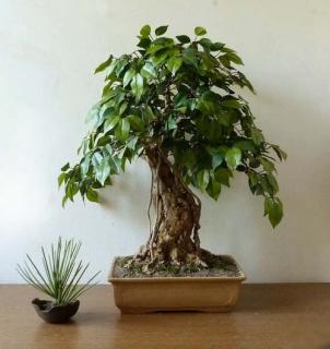 Bonsaj  Ficus Grandy  Výška 60 cm