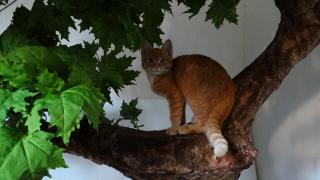 Strom pro kočky  180cm  -  javor   (na výběr 40 druhů listů)