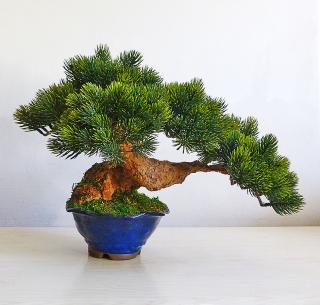 Umělá bonsaj borovice v keramické modré misce