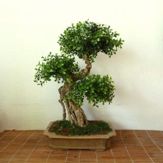Umělý strom Bonsaj Trop