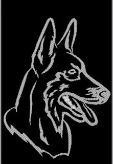 Malinois 2