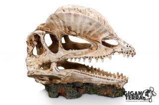 GiganTerra Lebka Dilophosaurus 19 x 9 x 14 cm