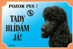 Barevná cedulka Pozor pes Pudl černý