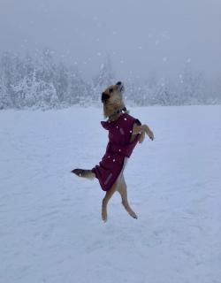 Zimní psí kabát Nikita Dog Coat SKHOOP - ruby red 34/XS