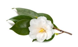 Bio-Camellia olej LZS 30ml