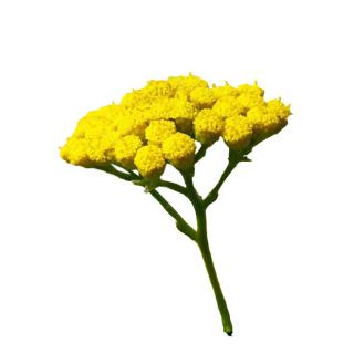Blue Tansy Essential Oil Dilution 10ml