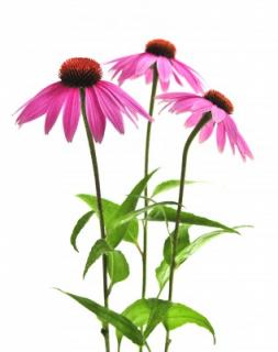 Echinacea extrakt 50ml