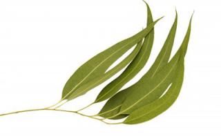 EO Eukalyptus Citriodora Bio 10ml