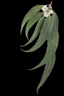 EO Eukalyptus radiata Bio 10ml
