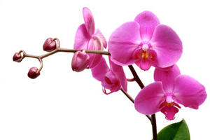 Orchidejový olej 10ml
