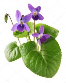 Violet Leaf Absolute Oil Dilution 10ml