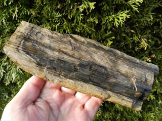 Pěkná ukázka zkamenělého dřeva z Líně u Plzně
