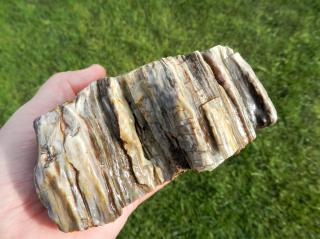 Větší vzorek přírodního zkamenělého dřeva z Líně u Plzně