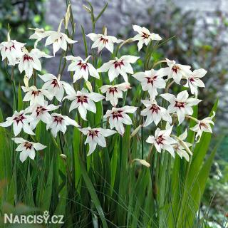 Acidanthera bicolor - Paví orchidej 10 ks