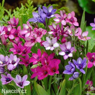 Babiana stricta - směs barev 100 ks