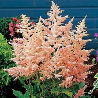 Čechrava - Astilbe broskvová 10 ks